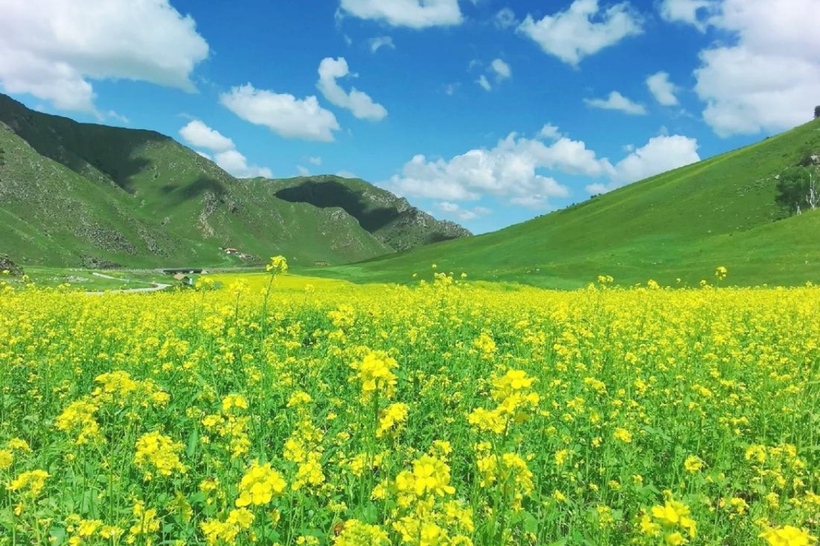 Huitengxile Yellow Flower Grassland